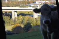 Saßmicker Talbrücke 2a, aufgenommen vom oberen Elmen in Saßmicke. Die Autobahnbrücke Saßmicker Talbrücke im Einklang der Natur. Im Vordergrund Rinder ganz friedlich auf ihrer Weide. 